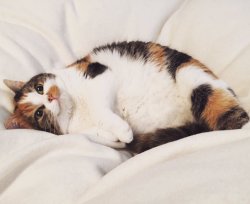 gokuma:  Reblog the happy chubby cat for a nice weekend and good nights of sleep 