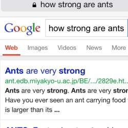 buffy-the-pipe-slayer:  Ants are actually so badass. Just hit up YouTube. Their colonies are bananas 