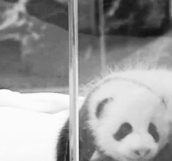 pandasgifs:  Baby Panda (x) 