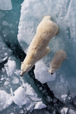 wolverxne: Polar Bears | by: {Marcelo Damien Diaz} 