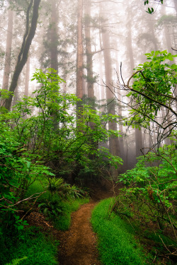 steepravine:  Trail Into Foggy Redwood Forest(Marin, California - 5/2015)