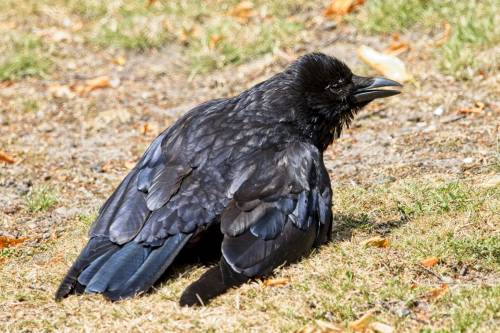 kavohh707:  The heat wave is over and so the crows go back to sun bathing in the midday sun.