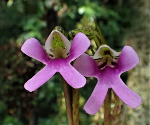 orchid-a-day:  Cynorkis unifloraSyn.: Gymnadenia uniflora; Cynorkis grandiflora; Cynorkis grandiflora var. purpureaJuly 3, 2020 