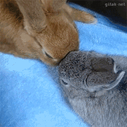 cute-overload:  Player 3 has entered the boop. 