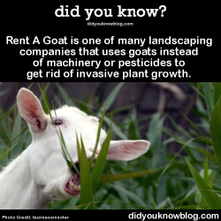 babygoatsandfriends:  one-uncomfortable-devil:  musicisherlife:  did-you-kno:  Rent A Goat is one of many landscaping companies that uses goats instead of machinery or pesticides to get rid of invasive plant growth.   Source  babygoatsandfriends