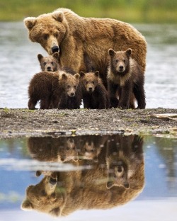 Family resemblance (Grizzly sow with her four cubs)
