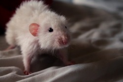 prancing-rats:  Frida is a 5 month old fairy princess rat  