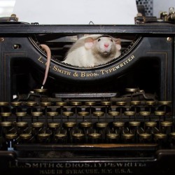 therealmartymouse:  If I typy on the keys, will a neat adbenture come out??   #Milo #martymouse