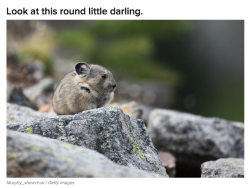 letsgo2thegym: funny-humor-haha-blog: No animal should be allowed to be this round  “now he’s yelling for some reason” lmao 