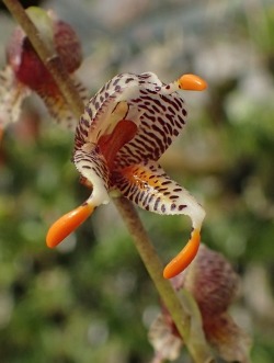 orchid-a-day:  Masdevallia pachyuraSyn.: Spilotantha pachyura; Masdevallia polysticta var. crassicaudata; Masdevallia aureodactylaJanuary 12, 2018 