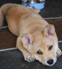 vodkaslumber:  hkirkh:  Corgi and Shiba Inu cross  I love Corgi’s and Shiba’s I want to cry! I can’t believe how perfect this puppy is!