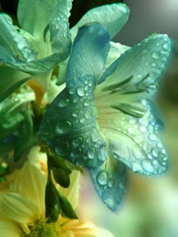flowersgardenlove:  Raindrops on Lilies Beautiful gorgeous pretty flowers 