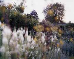  Untitled 1, Garden - by Mike Perry  