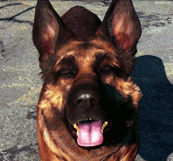 vaultt-tec:  Fallout 4 Companions: Dogmeat, Piper,  Preston Garvey, Codsworth 