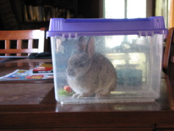 nerdtasticsarcasm:  cassbones:  ecstatic-motion:  My cat brought us a present today.  I have never seen a rabbit SO angry.  ****He was set free 10 minutes after being caught, photographed, and driven to a nearby field :)  “Fuckin cat thinks I’m