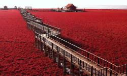 congenitaldisease: Panjin Red Beach is located in the north east of Beijing and is appropriately called this due to the seaweed which turns to a bright red colour in Autumn. It has become known as the “home of the cranes” and is the home to 260 different