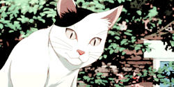shotous: Mahoutsukai no Yome + Cats