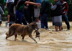 conciencia-animal:  &ldquo;Una perra lucha por salvar la vida de su cachorro durante las inundaciones que azotaron Cachemira (India)&rdquo; 