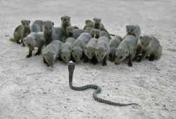 Showdown (a troop of Mongoose bands together against a Cobra)