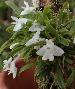 orchid-a-day: Dendrobium chionanthum Syn.: Cadetia chionantha; Cadetia dischorensis; Dendrobium dischorense; Dendrobium furcillatum; Cadetia furcillata March 27, 2019  