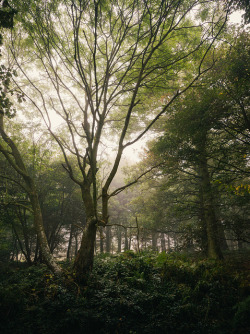 90377:  The Great Wood #04 by Matthew Dartford on Flickr. 