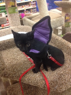 bartokthecat:  bartok’s trying on his halloween costume on his first trip to the store 