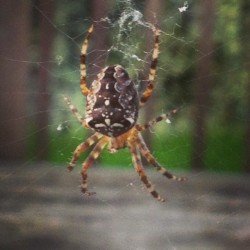 Big spider on the window!