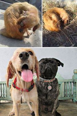  Rescued dogs - before and after! These people who saved them did an amazing job!   Mjmm :(:(:(:( q tristesa