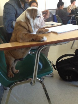 hanniebananieblogs:  the-jaeger-pilot:  Chunk takes his education very seriously  This might be the cutest thing I’ve ever looked at 