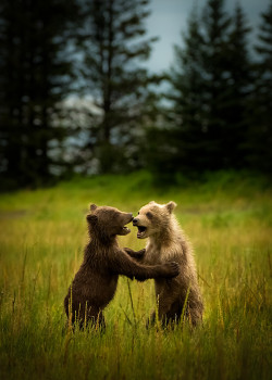 precariously-close:  Dancing Bear Cubs by Batu Berkok 