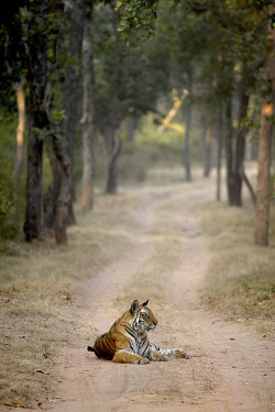  Tiger at rest early morning 