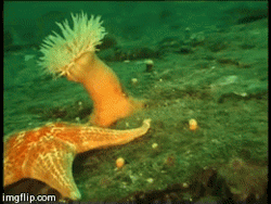 zachagawia:sixpenceee:SEA ANEMONE RUNNING AWAY FROM STARFISH You can watch the original video here Starfish are the slow moving predators of the sea, they can present a lot of danger to the anemone and other immobile sea creatures.   Me running away
