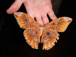 buggirl:  Thank you, sun-of-another-universe for your generous donation towards my research!  Here is a Rothschild Giant Silk Moth in Mindo, Ecuador. Support women in science!