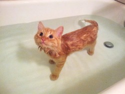 radiicvl:   unimpressedcats:  scruba dub dub theres a kitty in the tub   if a time comes that I do not reblog this photo it will be because I am 6 feet underground  