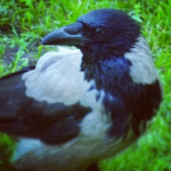 #spying #bird ;)  #crow #crows #spy #birds #instabirds #nature #animals #streetphotography   June 14, 2012  #summer #heat #hot #travel #SaintPetersburg #StPetersburg #Petersburg #Russia #СанктПетербург #Петербург #Питер #Россия