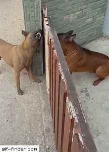 giffindersite:    Fence Causes Friction For Dogs. Via https://gif-finder.com  