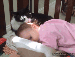 purplesmauge:  clarityandchaos:  earloffabulousness:  everybody stop what you’re doing, its a cat cleaning a baby  &ldquo;Stupid furless humans can’t take care of their kitten, I have to do everything myself.&rdquo;  My favourite thing is baby sitting