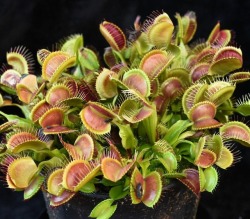 jeremiahsplants:  Tons of mouths to feed! Here is a Dionaea Crested Petiole ready to be fed! . . . . . . . . #Venus #flytrap #jaws #CrestedPetiole #feedme #feedmeseymour #dionaeaCrestedPetiole #venusflytrap #flytrap #dionaeamuscipula #dionaea #maneater