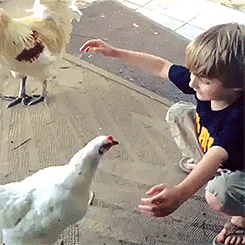 laughboard:  lil dude just hugged a chicken 
