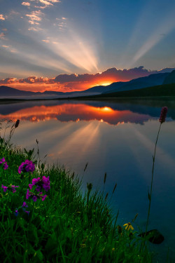 ponderation:  Flowers and Sunset by  Turan Reis   