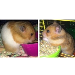 Happy National Hammy Day to my two baby girls 🐹🐹 #Morena and #Blanquita