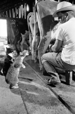 Nat Farbman - Brownie gets the milk as Blackie waits his turn, 1954.