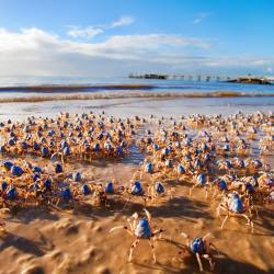 Take us to your leader (march of the Soldier Crabs, Fraser Coast, Australia)