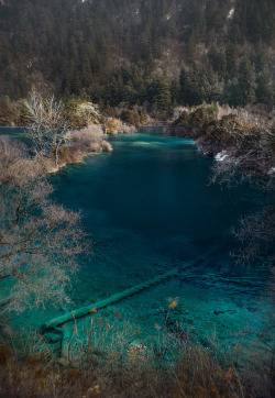 brutalgeneration:  Turquoise lake at Jiuzhaigou, China (by david_stockphotography) 
