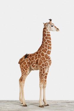 r2&ndash;d2:  Baby Giraffe by (Jen Bekman) 