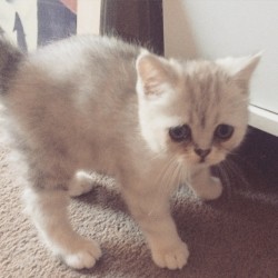 animalsdancing:  6.5 hours until I see this sad little cutie, ahhh please hurry up! 😻😽