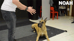 onlylolgifs: How Dogs React to Levitating Wiener 