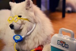 surgeonator:cranquis:  surgeonator:awwww-cute:  Much healthy  i am not certain that this samoyed is licensed to practice medicine(but it is definitely licensed to be adorable)  I bet it gets excited when ordering a CAT scan.  *golf clap*