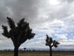 deeperthanadream:  Storm clouds in the desert.