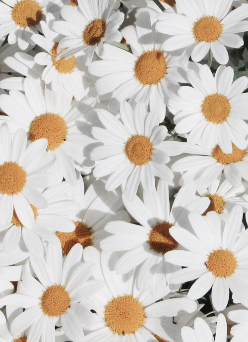 daisy flowers iphone wallpaper | Tumblr